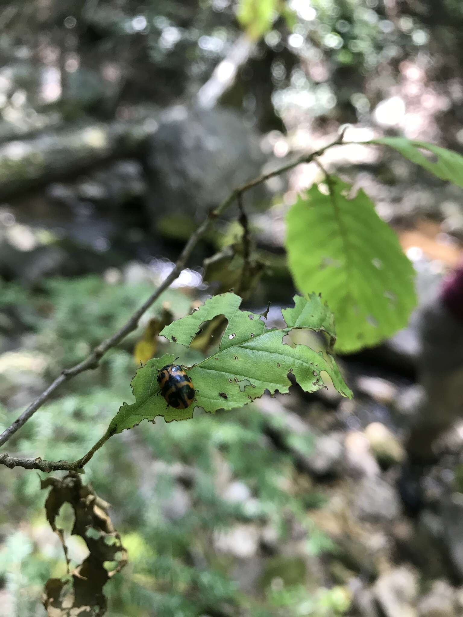 Sivun Chrysomela (Macrolina) interrupta Fabricius 1801 kuva