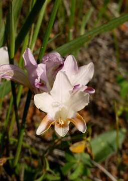 Image of Freesia fucata J. C. Manning & Goldblatt