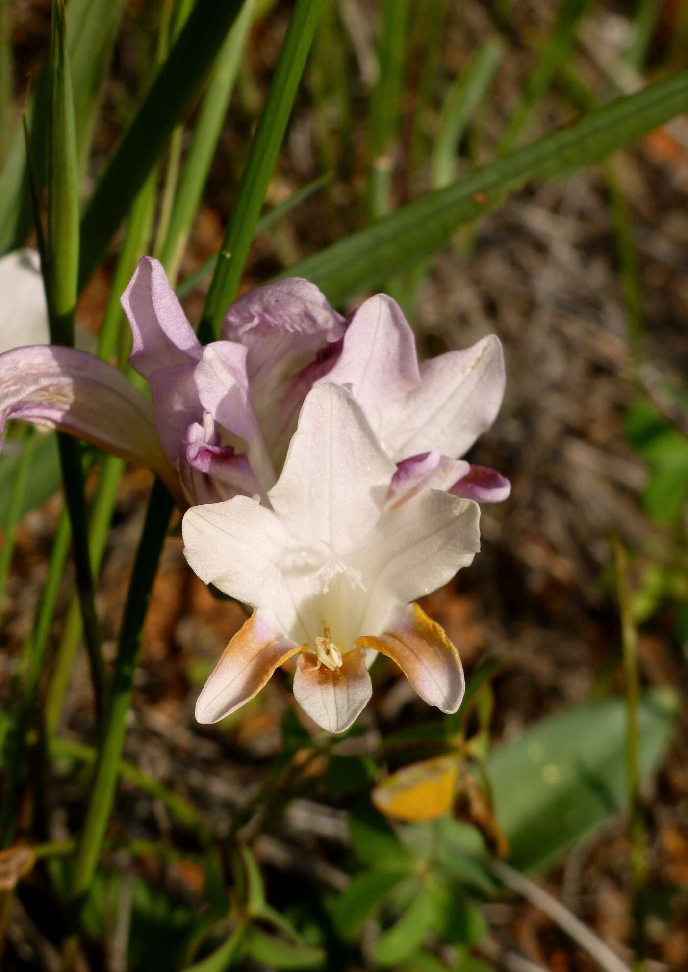 Plancia ëd Freesia fucata J. C. Manning & Goldblatt