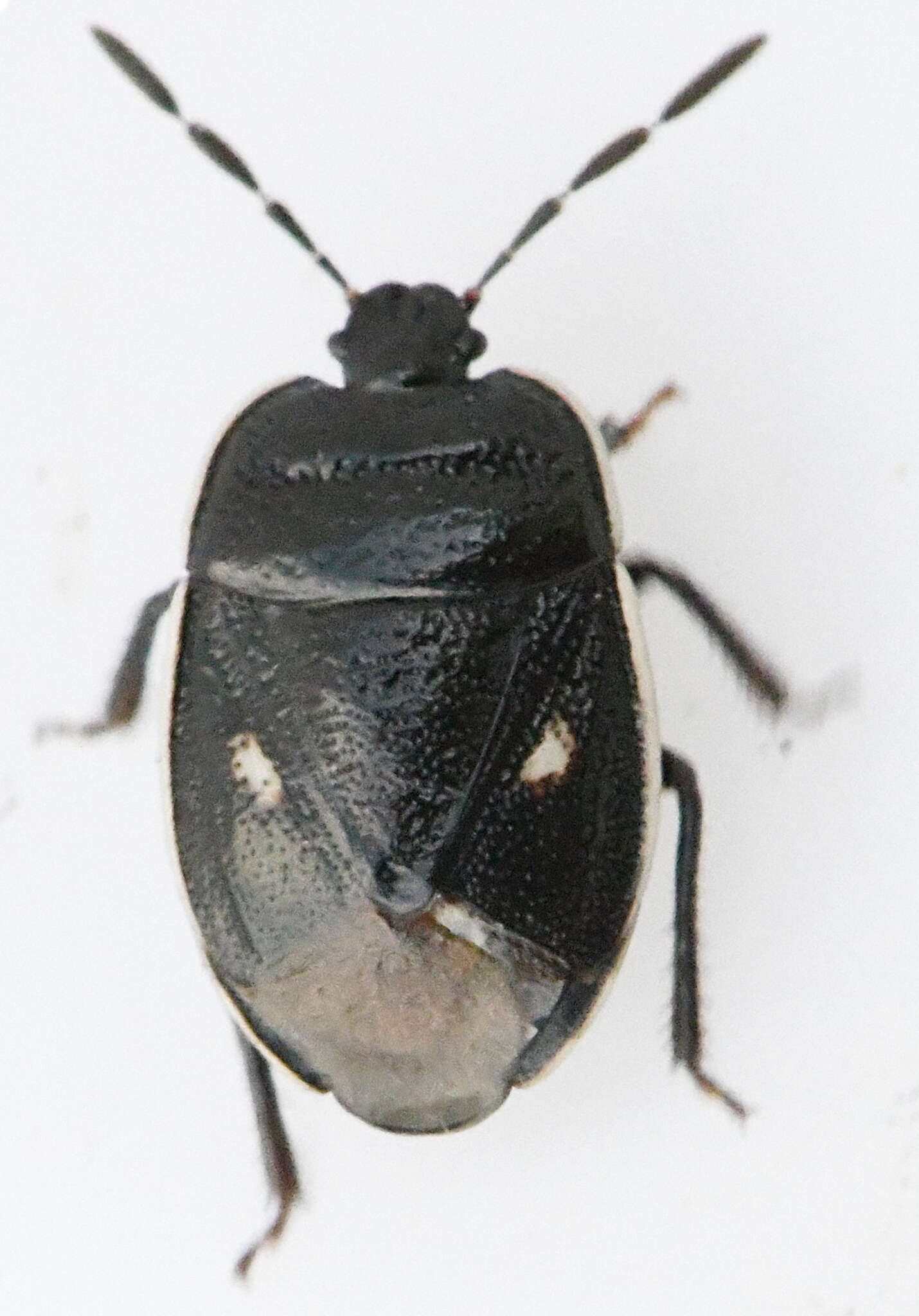 Image of <i>Adomerus biguttatus</i>