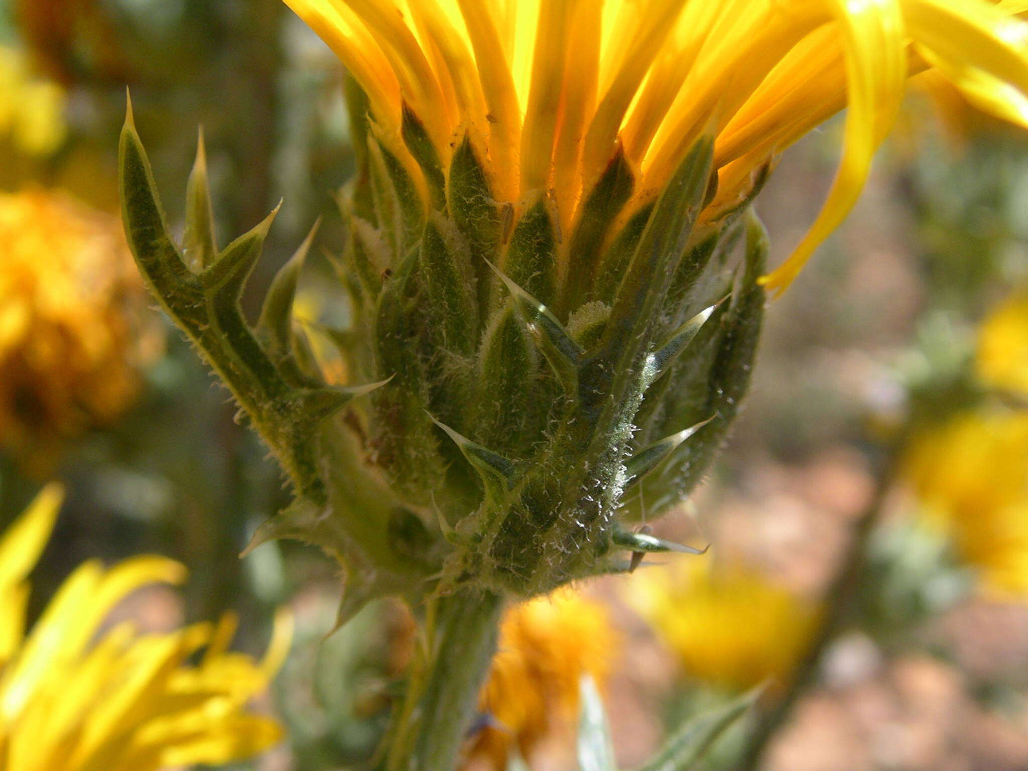 Image of Scolymus grandiflorus Desf.