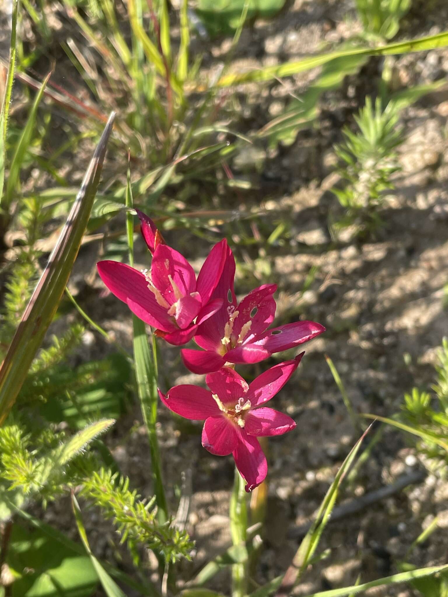 Image of Geissorhiza inflexa (D. Delaroche) Ker Gawl.