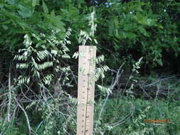 Image of threeflower melicgrass