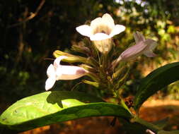 Image of Asystasia scandens (Lindl.) Hook.