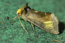 Image of scarce burnished brass