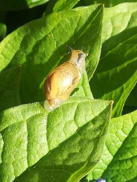 Image of amber snail