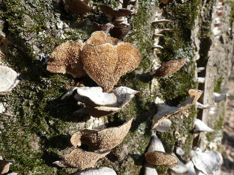 Image of phaeocalicium lichen