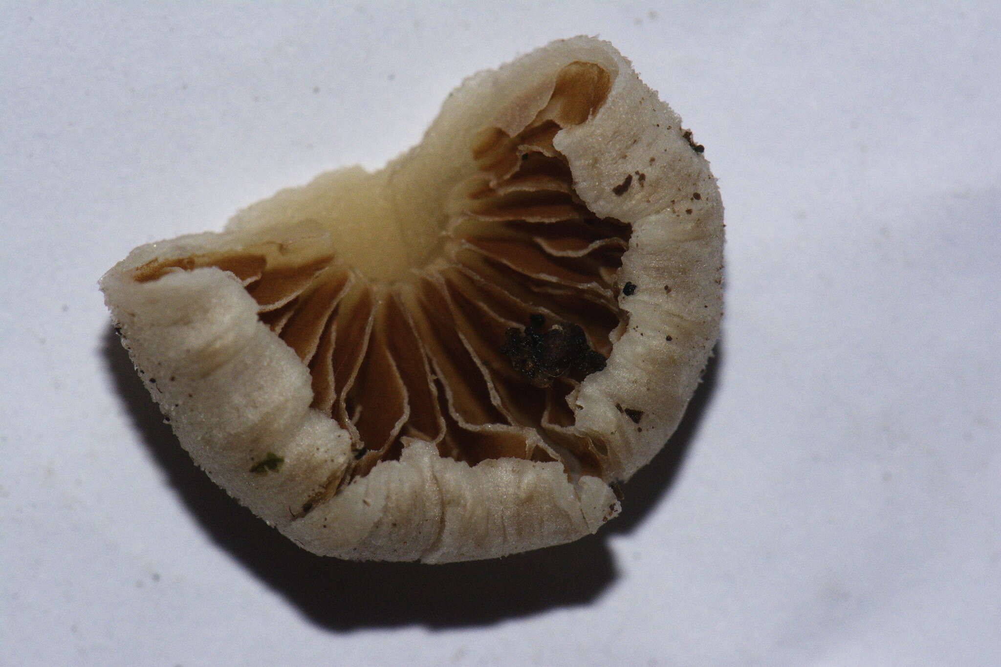 Image of Tympanella galanthina (Cooke & Massee) E. Horak 1971