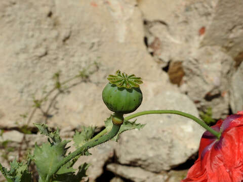 Image of Papaver somniferum subsp. somniferum