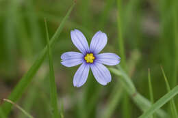 Image of eastern blue-eyed grass