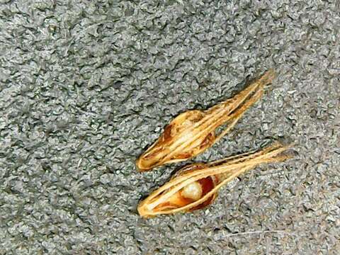 Image of Loose-Head Beak Sedge