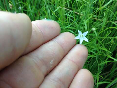 Image of Marsh Bellflower