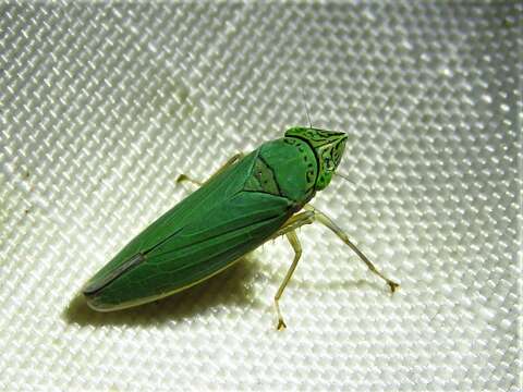 Image of Leafhopper