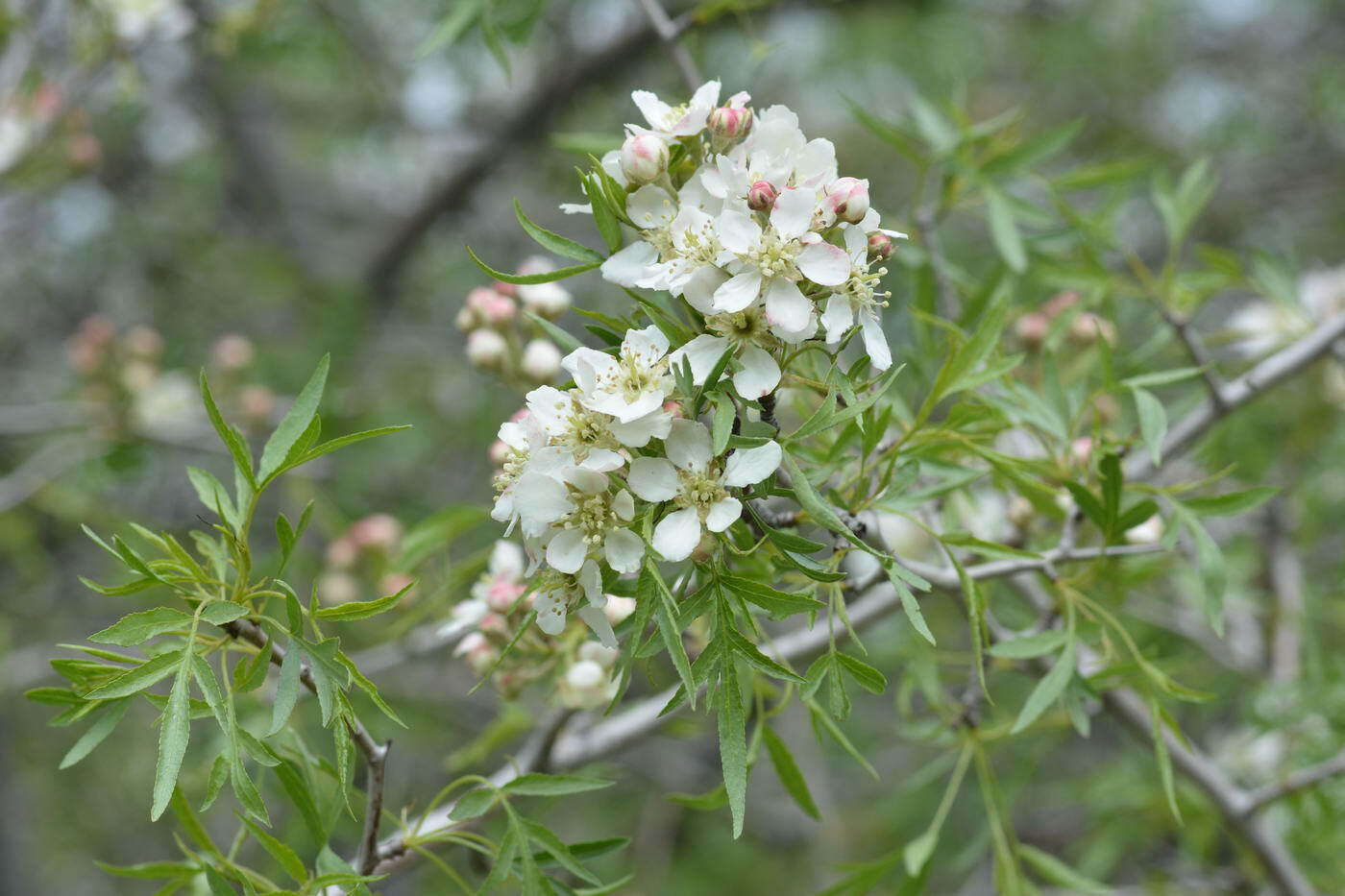 Image of Pyrus regelii Rehd.