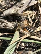 Image of Orange-legged furrow bee