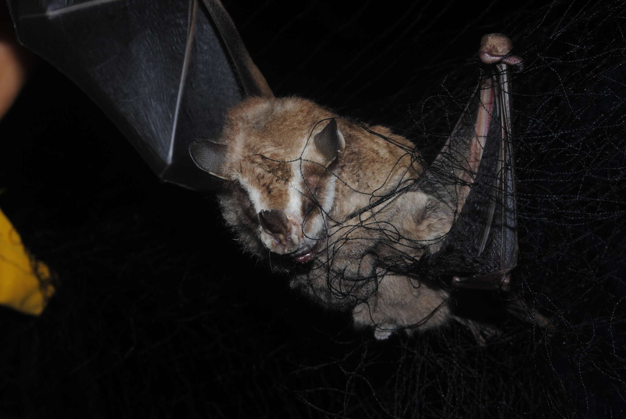 Image of Salvin's Big-eyed Bat