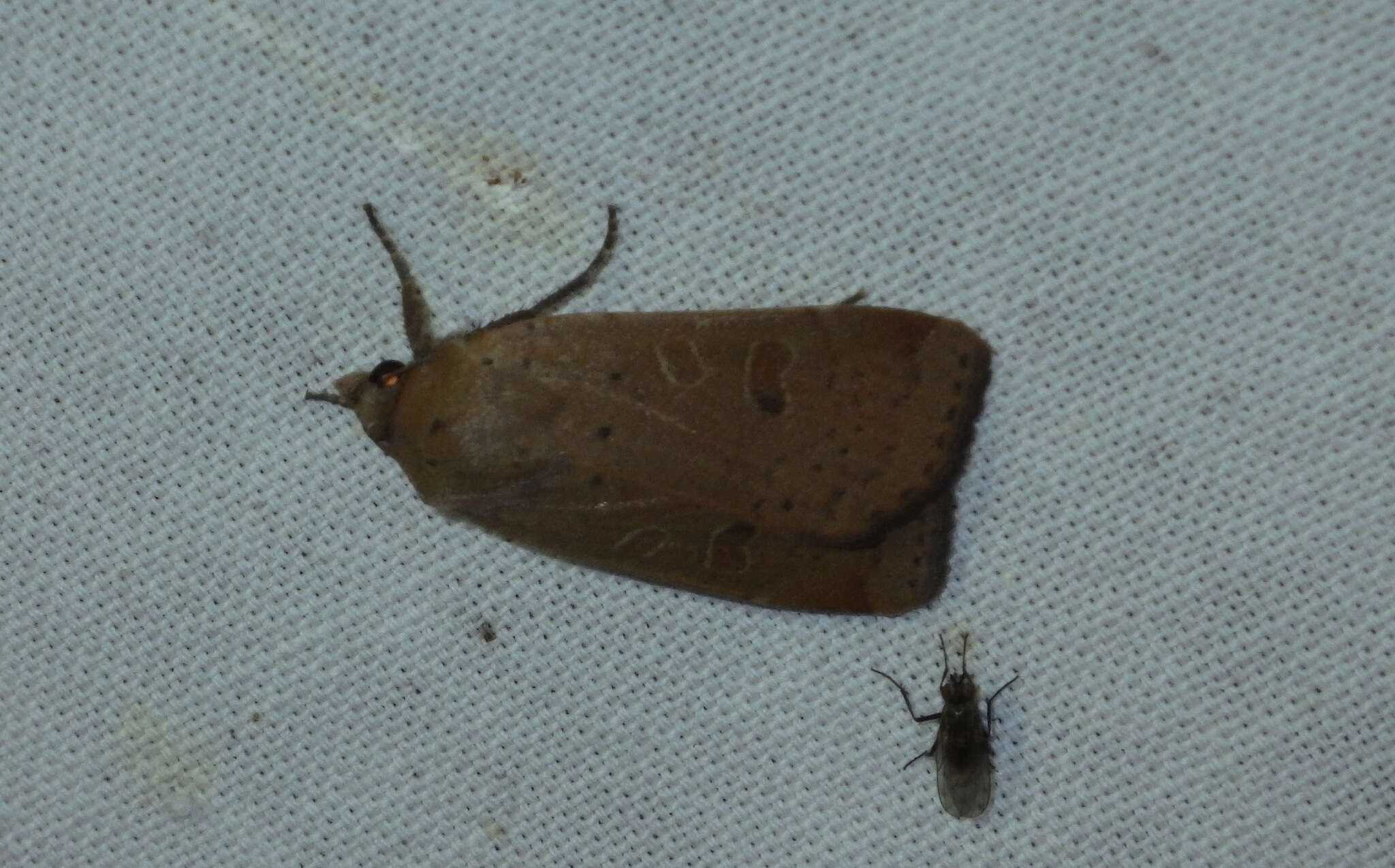 Image of lesser yellow underwing