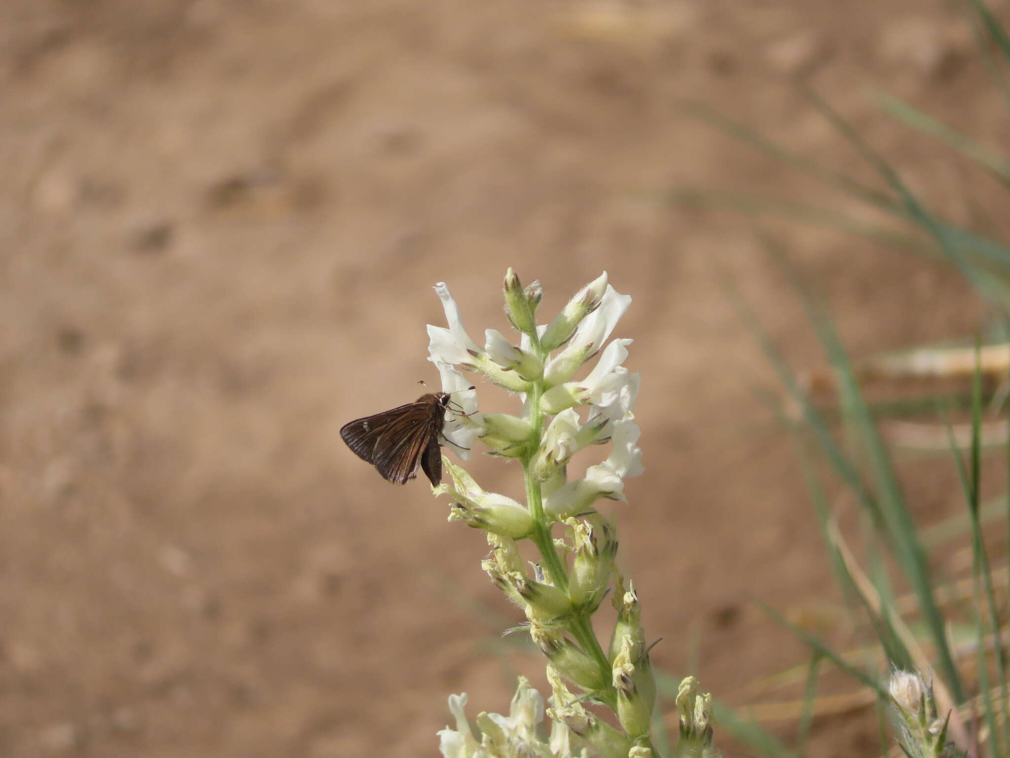 Image of Atrytonopsis hianna turneri Freeman 1948