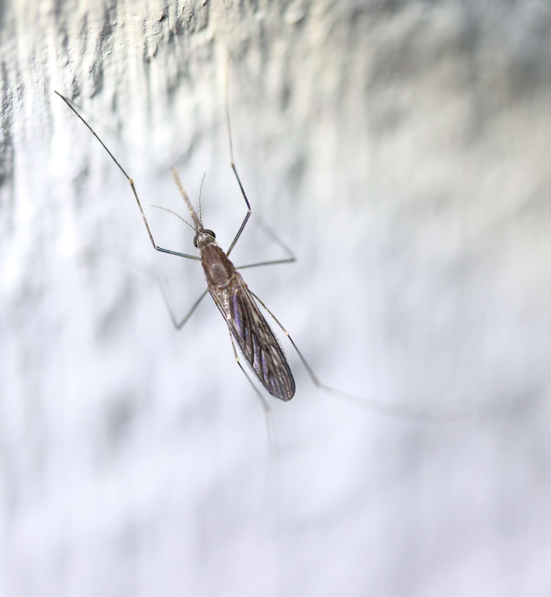 Image of Anopheles walkeri Theobald 1901