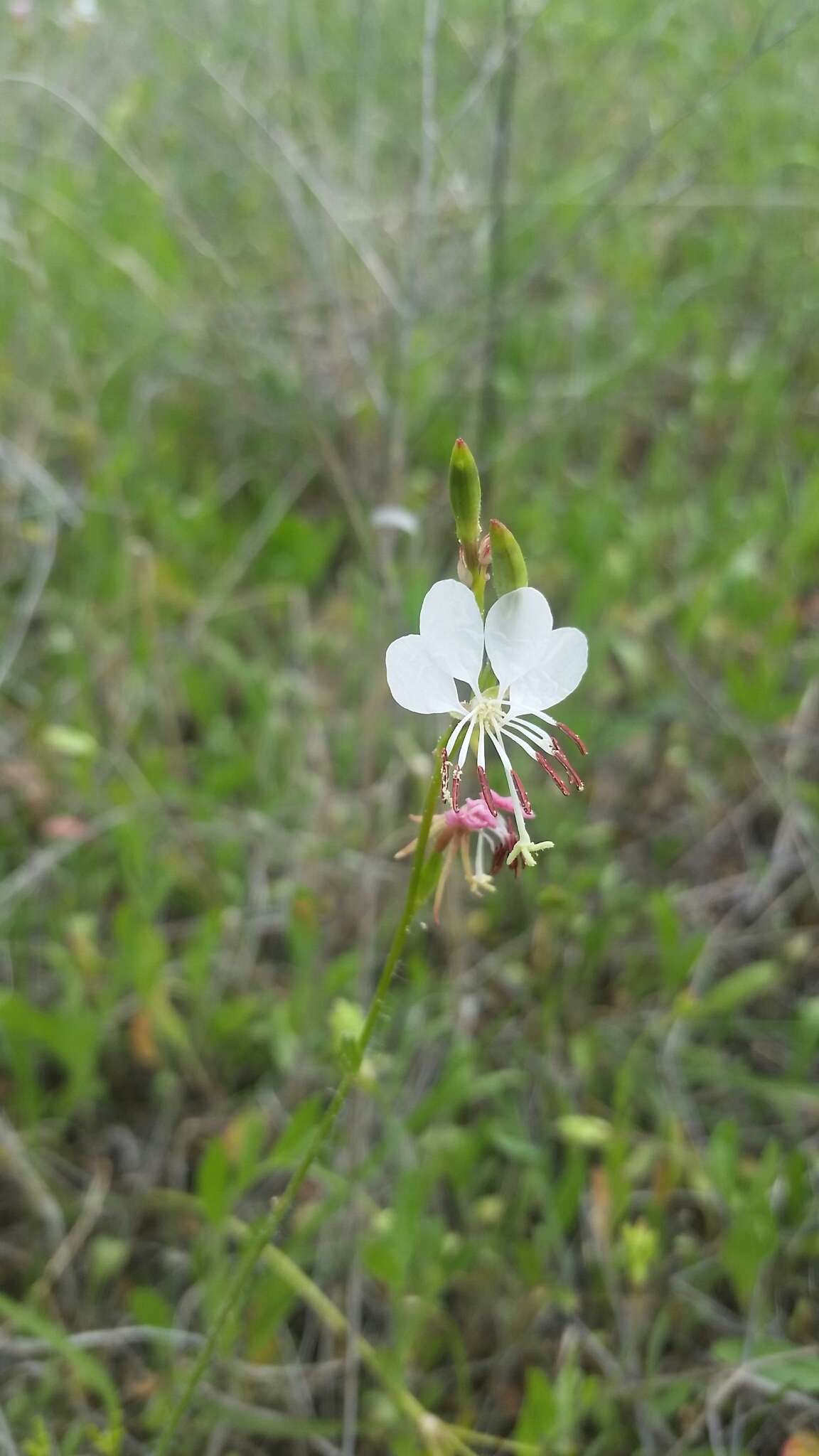 Oenothera suffulta (Engelm.) W. L. Wagner & Hoch resmi