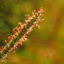 Image of Setaria sphacelata var. torta (Stapf) Clayton