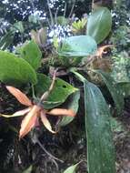 Image of Maxillaria striata Rolfe