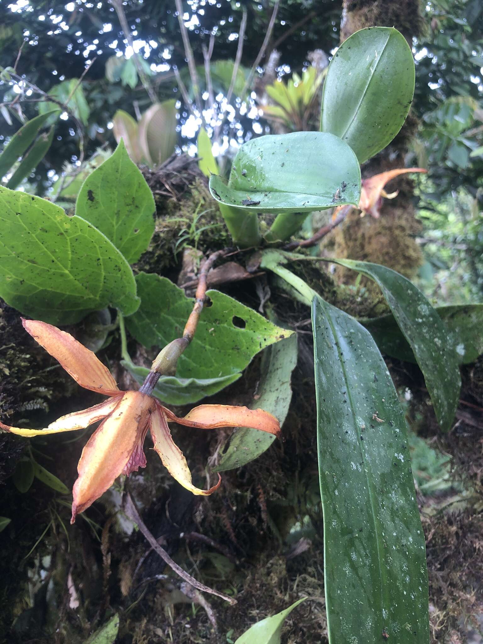 Image of Maxillaria striata Rolfe