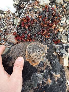 Image of Gray-orange disk lichen;   Lecidea lichen