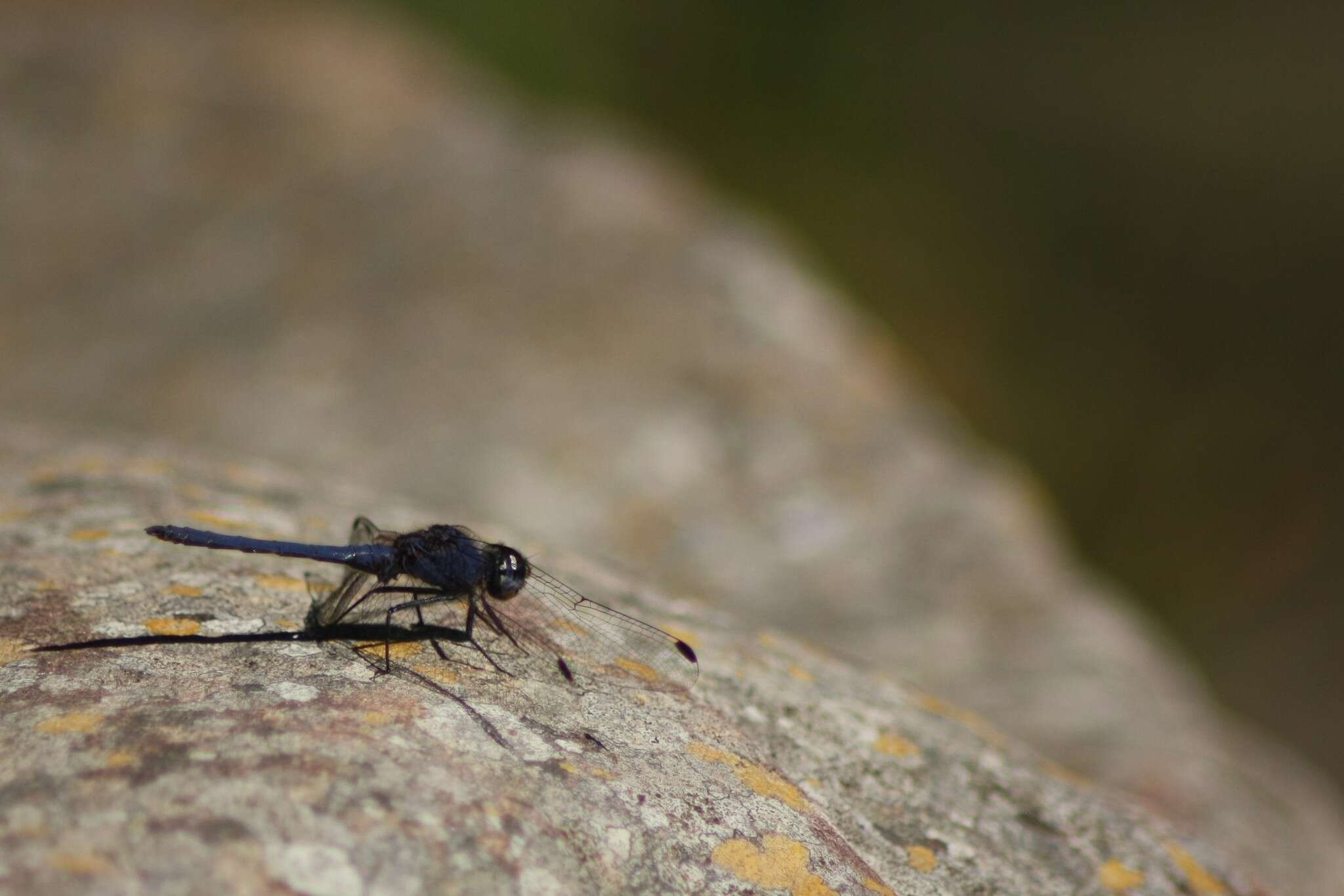 Image of Dark Dropwing