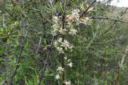 Imagem de Olearia bullata H. D. Wilson & P. J. Garnock-Jones