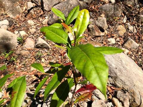 Image of Elaeocarpus reticulatus Sm.