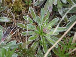 Image of Saxifraga hostii subsp. rhaetica (Kerner) Br.-Bl.