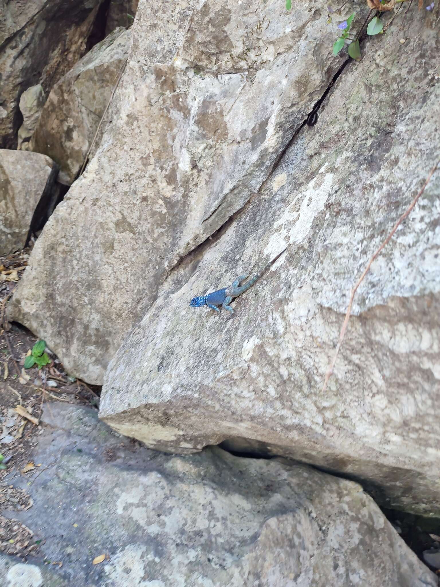 صورة Sceloporus minor cyaneus Treviño-saldaña 1988