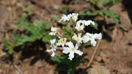 Image of Glandularia platensis (Spreng.) Schnack & Covas