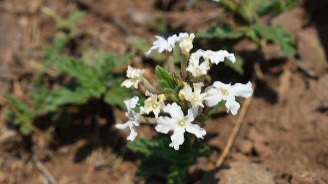 Слика од Glandularia platensis (Spreng.) Schnack & Covas