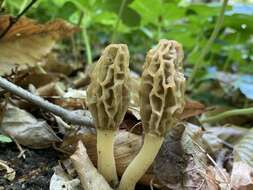 Image of Morchella diminutiva M. Kuo, Dewsbury, Moncalvo & S. L. Stephenson 2013