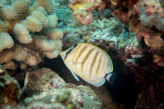 Image of Multiband Butterflyfish