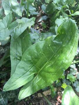 Arum elongatum Steven的圖片