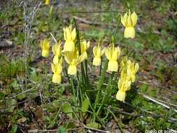 Narcissus triandrus L. resmi