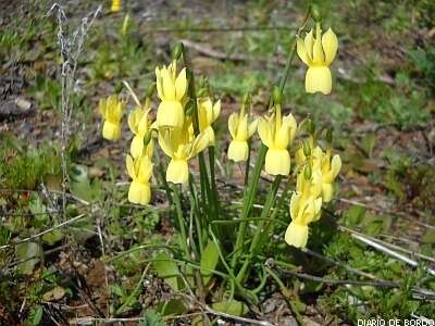 Narcissus triandrus L. resmi