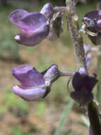 Image de Lupinus caudatus