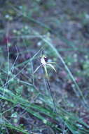 Image of Caladenia graniticola (Hopper & A. P. Br.) Hopper & A. P. Br.