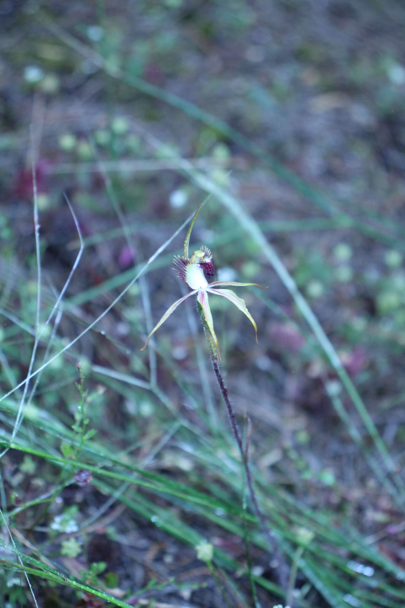 Image of Caladenia graniticola (Hopper & A. P. Br.) Hopper & A. P. Br.