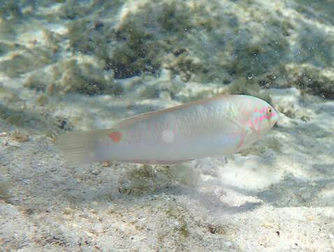 Image of Threespot wrasse