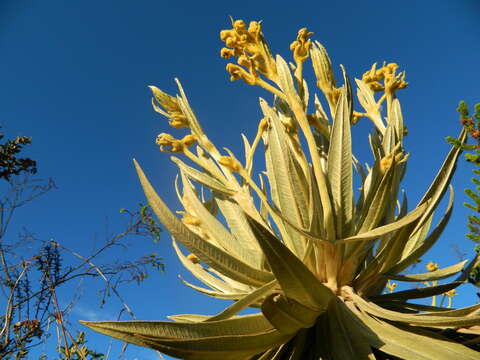 Image de Espeletia grandiflora Humb. & Bonpl.