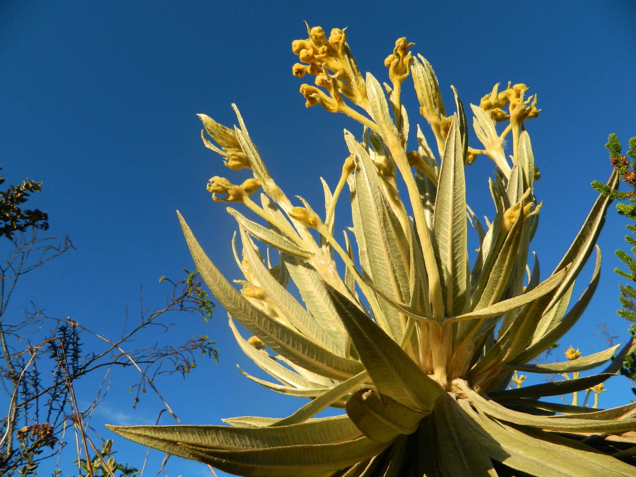 Image of Espeletia grandiflora Humb. & Bonpl.