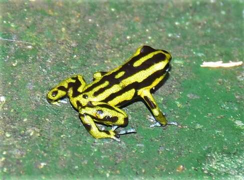 Image of Yellow-bellied Poison Frog