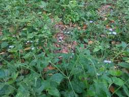 Plancia ëd Ageratum gaumeri B. L. Rob.