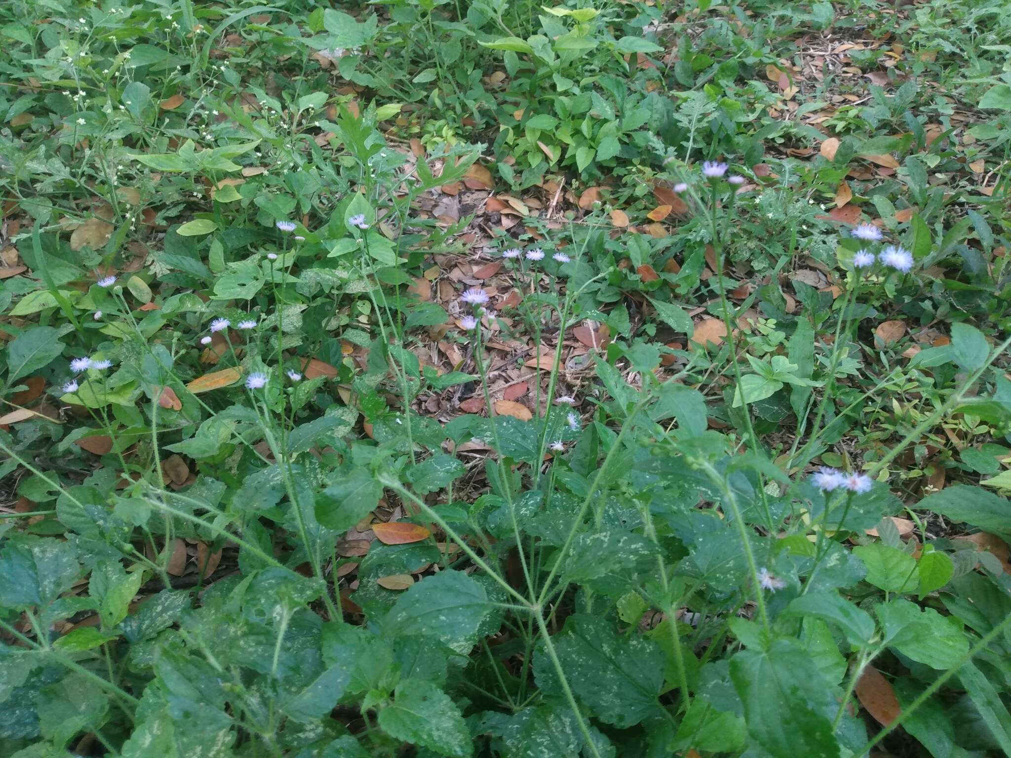 Plancia ëd Ageratum gaumeri B. L. Rob.