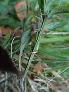 Image of Myosotis nemorosa Besser